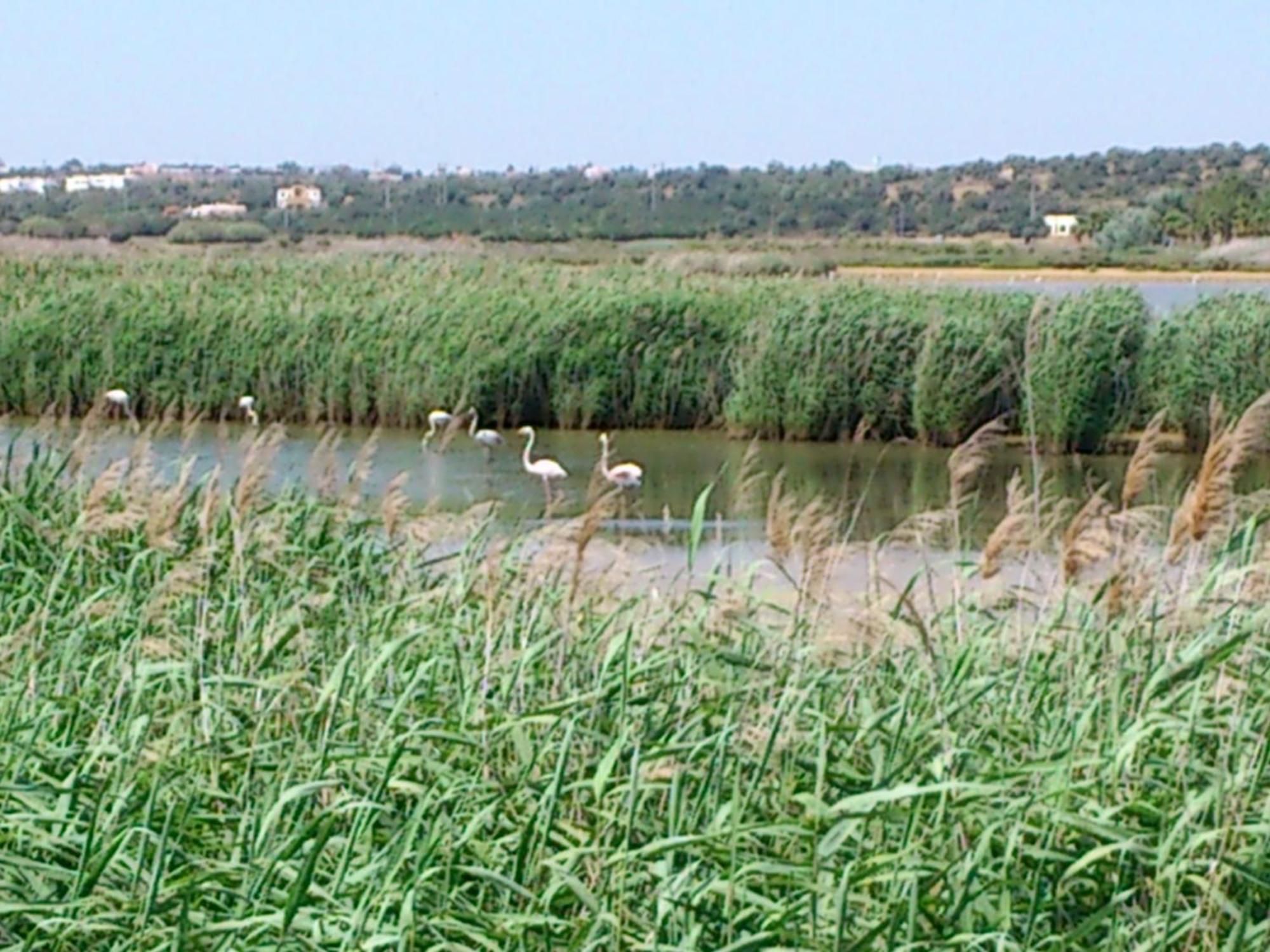 Bayside Salgados Aparthotel Albufeira Bagian luar foto